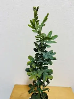 アカシア　ミモザ　苗