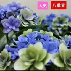 紫陽花 八重白青 挿し木 枝 1本 アジサイ 苗 鉢 バラ ハイドランジア