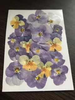 押し花　 NO.341 ビオラ 押し花 NO.341 ビオラ - メルカリ
