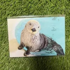 ラッコのキラちゃん　トレカ2枚セット（レア、ノーマル） 2025年最新】ラッコのキラちゃんの人気アイテム - メルカリ