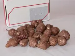 1565【採れたて菊芋】　1.1キロ 　大きさ不揃い　農薬・除草剤不使用