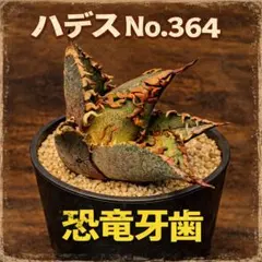 2026年最新】アガベ ハデス 陽炎の人気アイテム - メルカリ