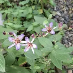 銀河系一周様 リクエスト 2点 まとめ商品