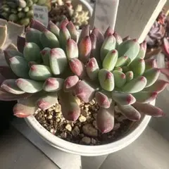 2026年最新】苗の人気アイテム - メルカリ