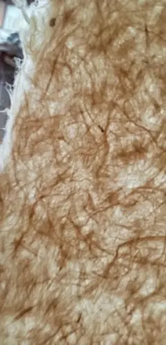 越前手漉き和紙/A４折り畳み梱包　雁皮紙　生成１枚