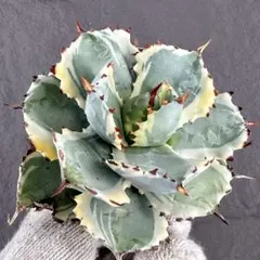 2026年最新】アガベ イシスメンシス 甲蟹の人気アイテム - メルカリ