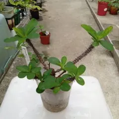 ユーフォルビア 観葉植物 多肉植物