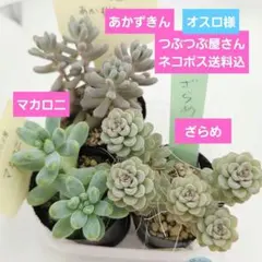 オスロ様 桜のしずく㊽あかずきん❣️ざらめ❣️マカロニ❣️発根済!ネコポス送料込