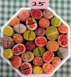 多肉植物リトープス/コノフィツム　もりもり　カラフルセット　土付き　S25