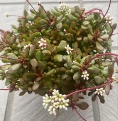 紅花ビット錦／ダウニー錦 多肉植物 エケベリア 美斑入り 新種 抜き苗