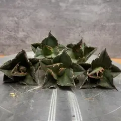 【メルカリ便】大きめチタノタ8種セット♩鉢ごと発送 ネームタグ付 2025年最新】アガベ チタノタ セットの人気アイテム - メルカリ