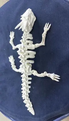 スピノサウルス オキサライア 頭蓋骨 化石 レプリカ - メルカリ