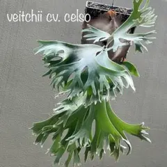 2026年最新】veitchii cv.celso tatsutaの人気アイテム - メルカリ