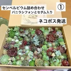 2026年最新】センペルビウム セットの人気アイテム - メルカリ