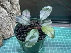ブセファランドラ sp.Red spatha daerah sekadau - メルカリ