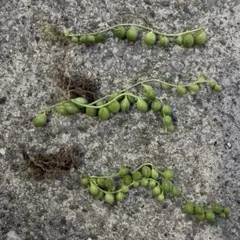 多肉植物　グリーンネックレス　約10cm
