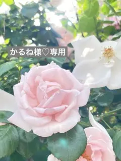 かるね様♡専用