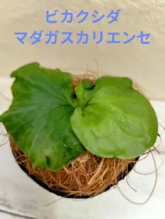 ビカクシダ　セット　リドレイドワーフ　マダガスカリエンセ　スパーバムなど 2026年最新】マダガスカリエンセの人気アイテム - メルカリ