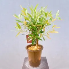 現品　創樹　オリーブの木　オリーブ　チプレッシーノ　29番　観葉植物　SOUJUのサムネイル