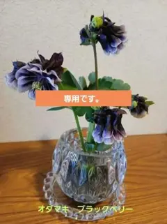 No.➂④☆うっかりばぁば☆様 リクエスト 2点 まとめ商品