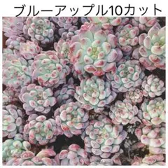 Merry様 リクエスト 2点 まとめ商品