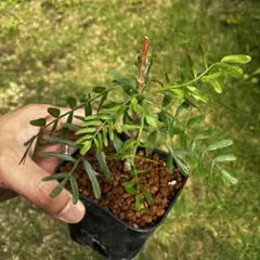 Bursera microphylla ブルセラ ミクロフィラのサムネイル