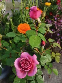 2026年最新】和バラの人気アイテム - メルカリ