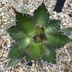 アガベ　ホリダ錦　激レア 2025年最新】アガベ ホリダ 錦の人気アイテム - メルカリ