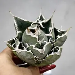 2025年最新】アガベ の人気アイテム - メルカリ