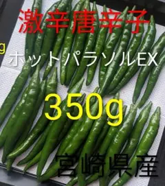 ご購入されて収穫する！農家直送!鮮度抜群!激辛品種ホットパラソル
