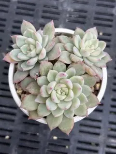 2026年最新】ミックスベリア ウエディングベルの人気アイテム - メルカリ