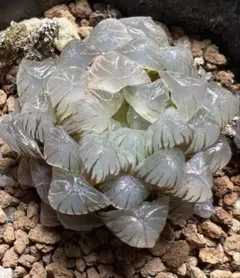 多肉植物　ハオルチア　氷川オブツーサ錦　極上斑　超美品のサムネイル