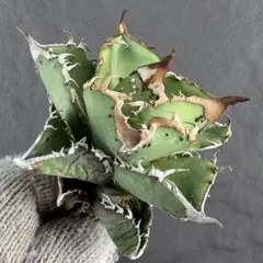 2026年最新】アガベ星空の人気アイテム - メルカリ