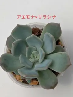 ぺ*ん様 おらいさん苗　札付き　抜き苗　多肉植物　ミックスベリア　青札　エケベリ ミックスベリア 青札 おらいさん苗 カット苗セット 多肉植物 - メルカリ