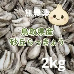鳥取県産 砂丘 らっきょう 2kg M〜Lサイズ 無農薬 - メルカリ