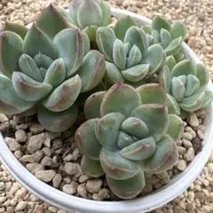 ꕤ︎︎苺花ꕤ︎︎多肉植物 カット苗のサムネイル