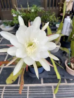 2026年最新】孔雀 サボテンの人気アイテム - メルカリ