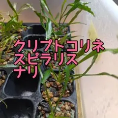 ミクロソリウム サラワク カピットウエスト - メルカリ