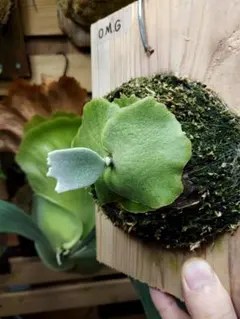 2025年最新】yellow moon dwarfの人気アイテム - メルカリ