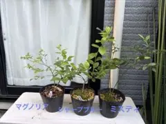 ☘️④☘️アロマティコ☘️グロッソ白色☘️越冬苗☘️AG20260530