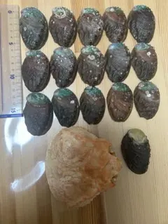 アワビ殻セット 16個と蟹殻1個