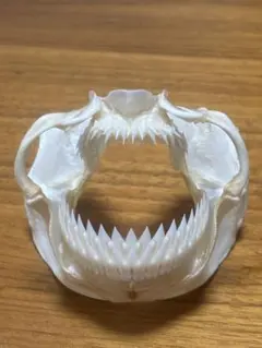 ノコギリエイ 吻 角 歯 骨格標本 剥製 56cm ノコギリザメ アンティーク