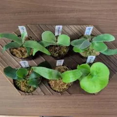 ビカクシダ苗4種セット② ホルタミーシン、マダガスカリセンセ