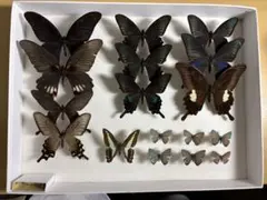 tanaka／プロフご確認頂けますと幸い様 リクエスト 3点 まとめ商品