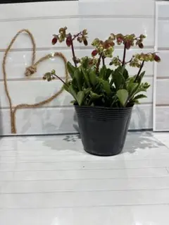 2026年最新】華〈1〉の人気アイテム - メルカリ