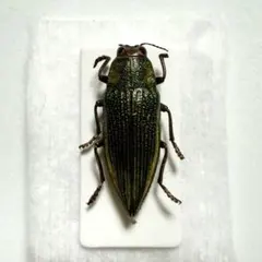 2026年最新】タマムシ 標本の人気アイテム - メルカリ