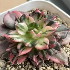 2025年最新】ブラックプリンス錦の人気アイテム - メルカリ