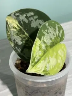 2025年最新】品種名：スキンダプサス その他観葉植物の人気アイテム