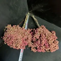 Item thumbnail for item 030874ac-75f7-4b21-ac29-4b423b15bfb9