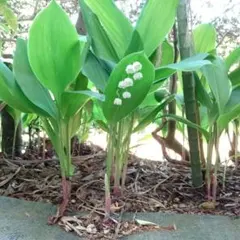 まりまり様 リクエスト 2点 まとめ商品